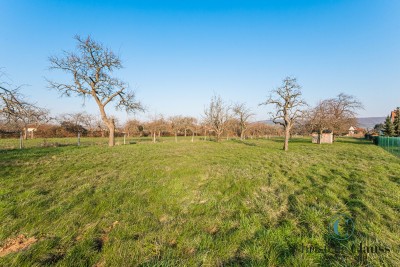 Terrain - BOERSCH - 3694m²